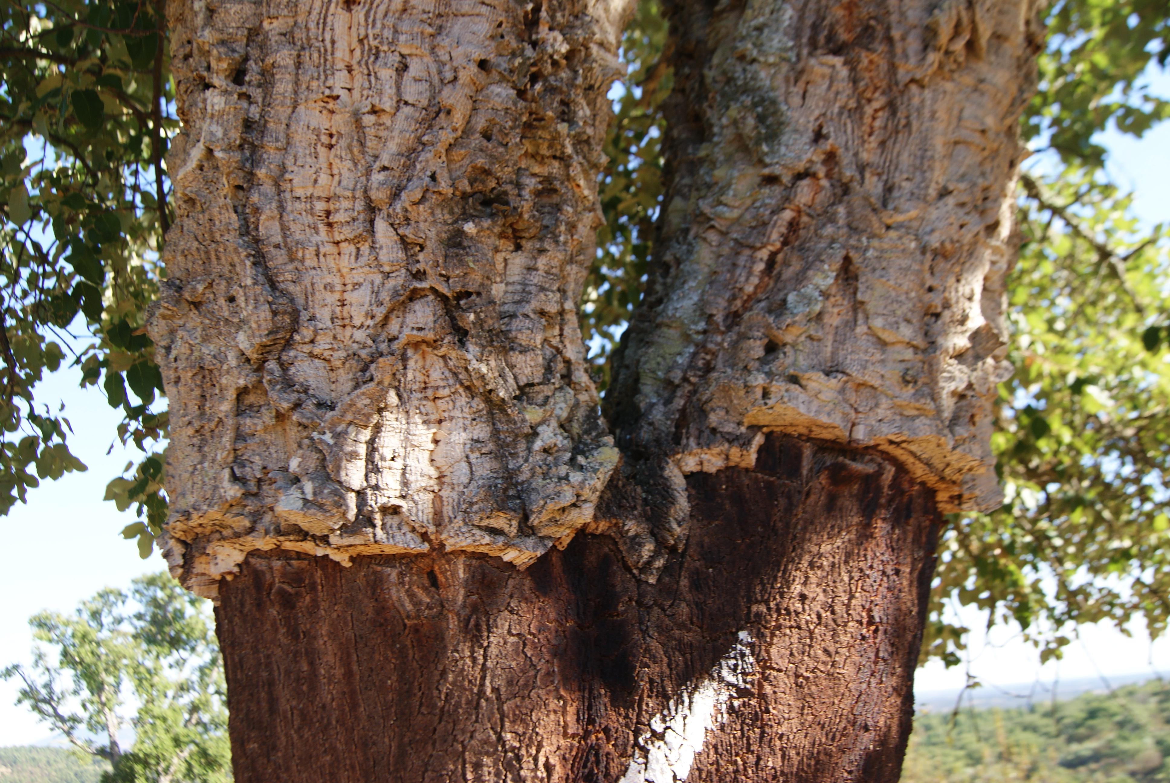 Le chêneliège, un arbre généreux Forest Time