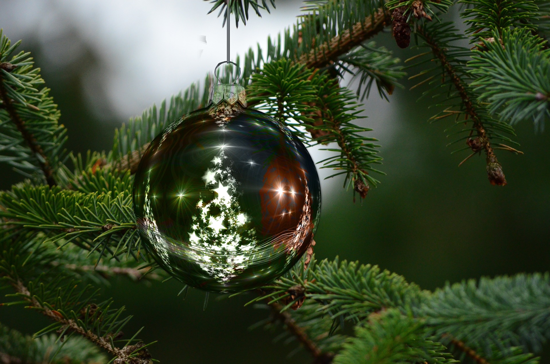 Le saviezvous ? Spécial sapin de Noël Forest Time