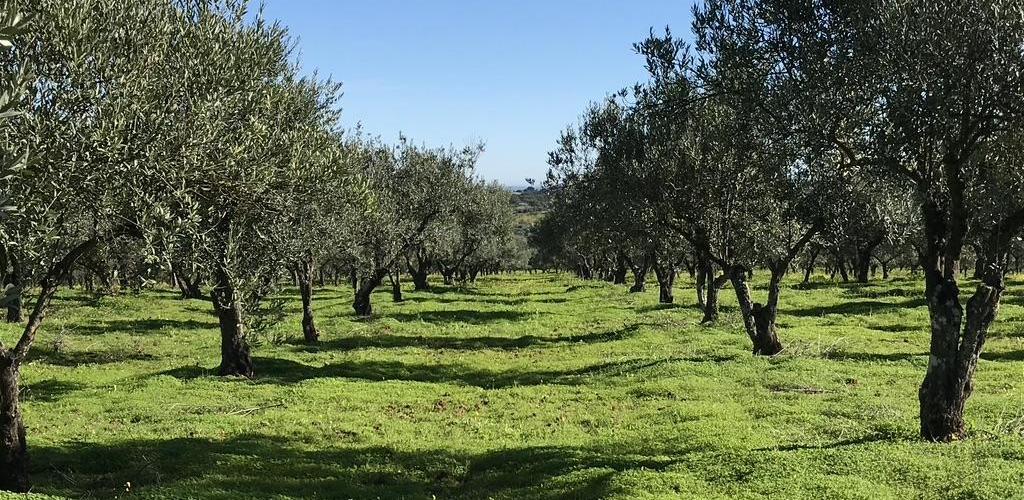 Agriculture olivier picture