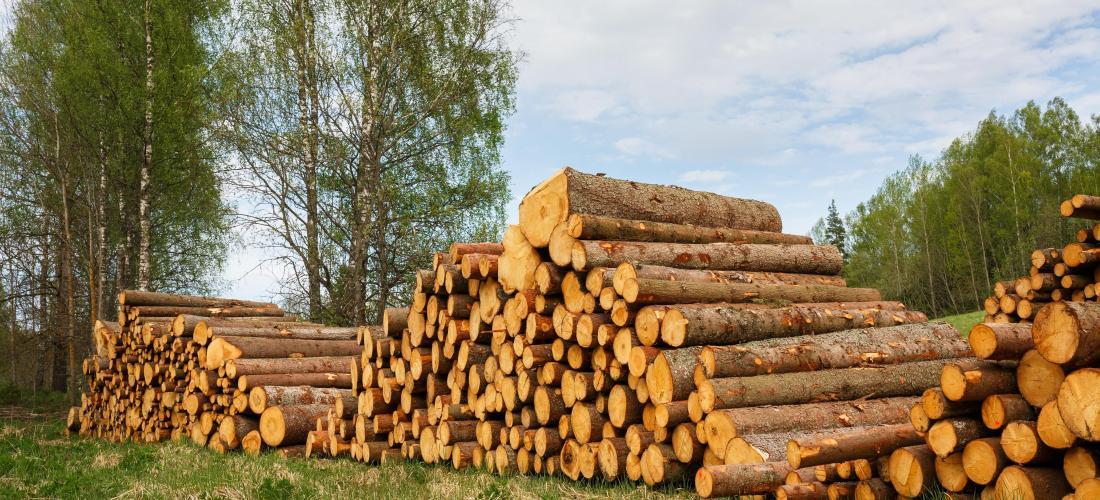 Comment bien choisir le mode de vente pour ses coupes de bois