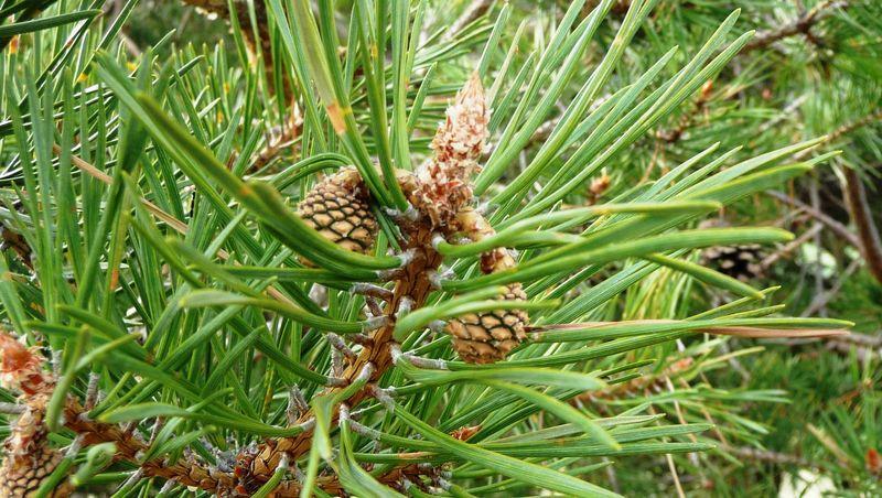 Pin Sylvestre Forest Time