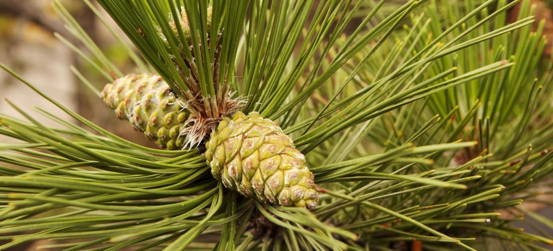 Pin Rouge Forest Time