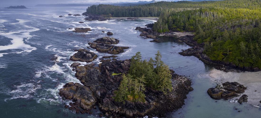 The coastal forest, Canada’s national treasure  Forest Time