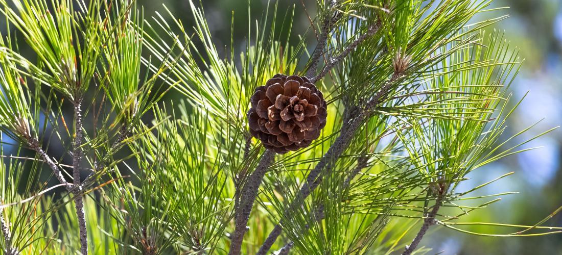 Corsican pine