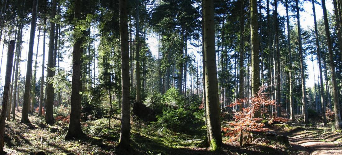 Les méthodes d'inventaire forestier Forest Time