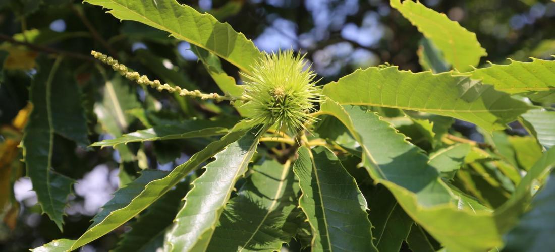 Châtaignier Forest Time