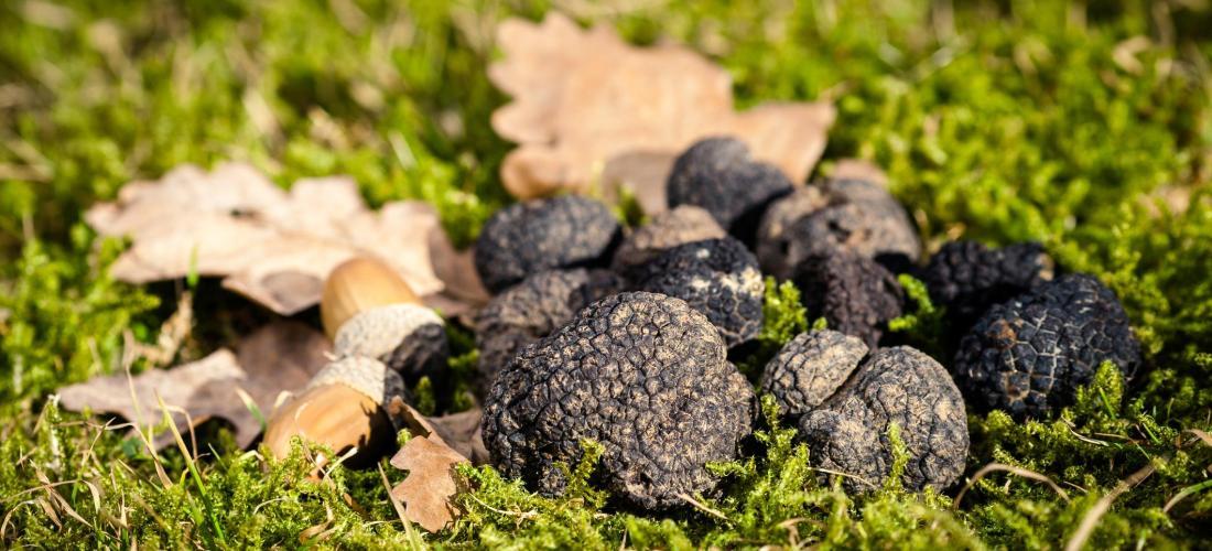 Truffle orchards and woodlands Forest Time