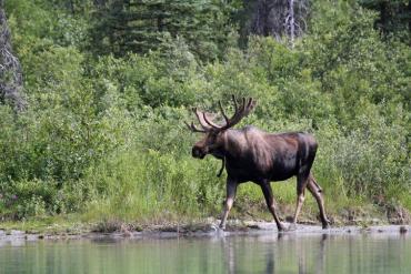 La Forêt Subalpine Canadienne : Productive et attractive | Forest Time