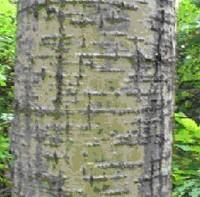 Tremble | Forest Time
