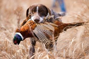 Les techniques de chasse