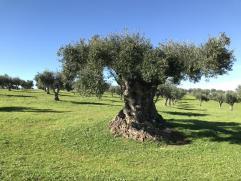 Business plan oliveraie image