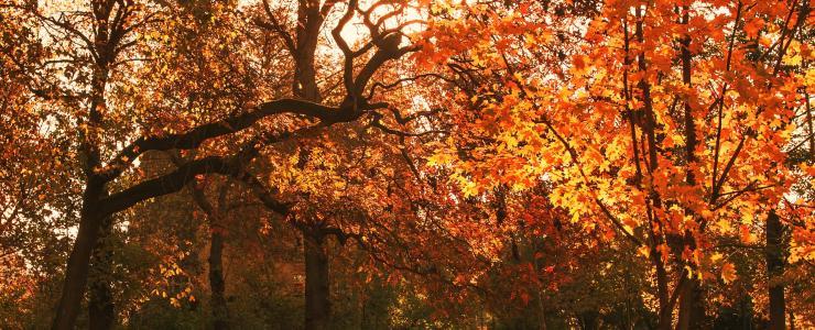 Île-de-France - Forests with high heritage value