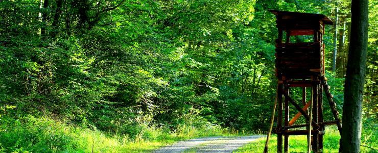 72 Sarthe - Une majorité de feuillus composent les forêts