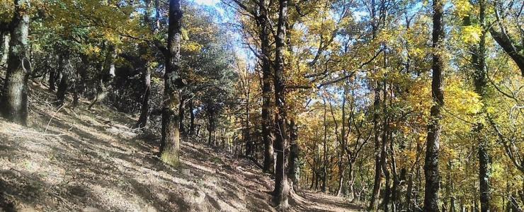 "Agir ensemble en forêt", un guide foncier original