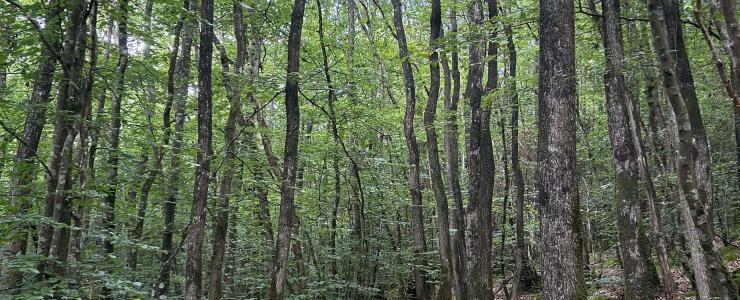 Forêt de production en Bretagne