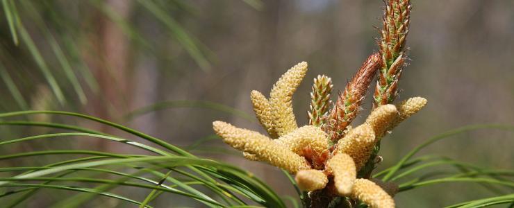 Loblolly pine