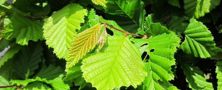 Hauts de France - Forêts de production ou de loisirs