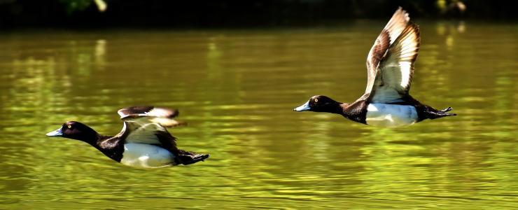 La Brenne, territoire de traditions et d’observation