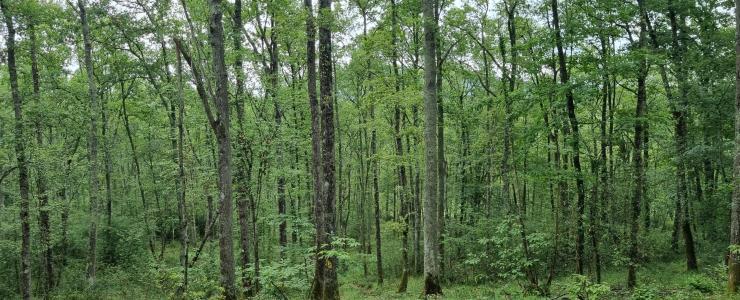 Forêt de Chênes proche de Toulouse