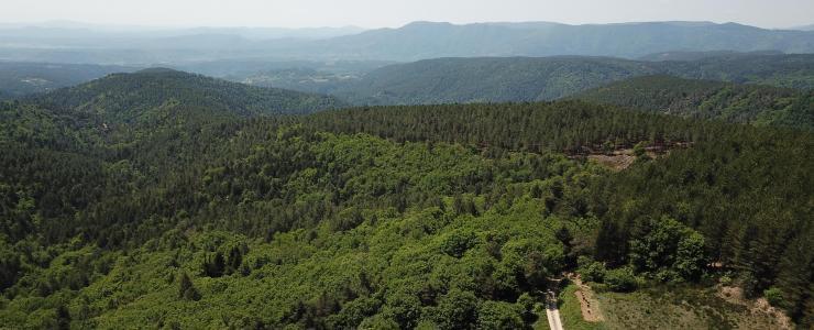 Forêt de Production en Ardèche
