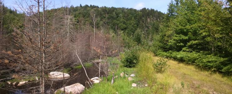 Maciço florestal perto da cidade de Quebeque