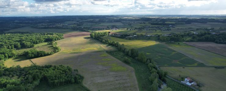 Peupleraie dans les Landes de Chalosse