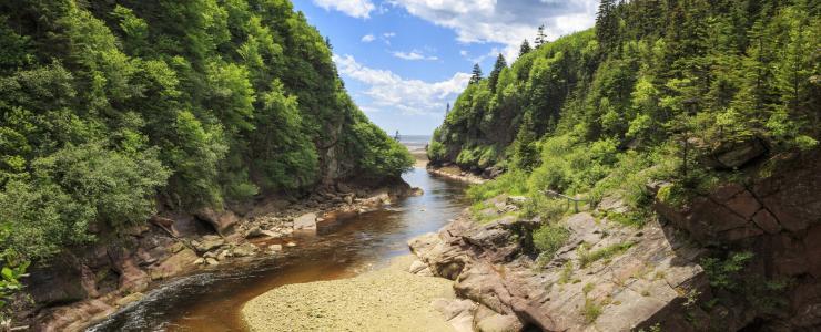 Investing in the Acadian forest