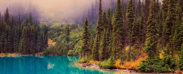 The Boreal forest, the most extensive type of forest in Quebec.