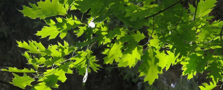 American Red Oak