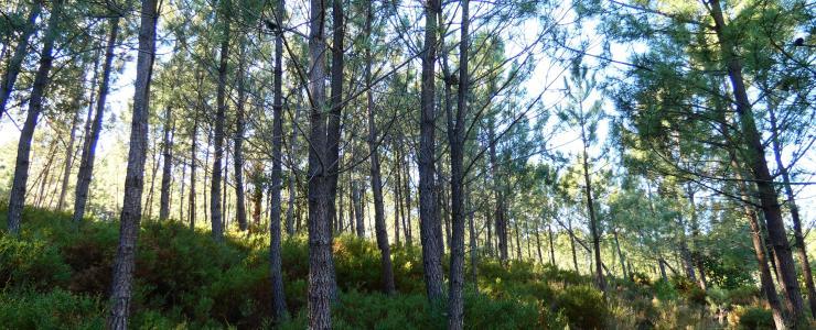 Propriedade florestal no Parque Natural da Serra da Estrela