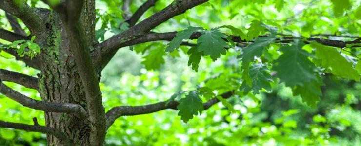 Mobilisation du chêne en forêt privée dans le Sud-Ouest de la France