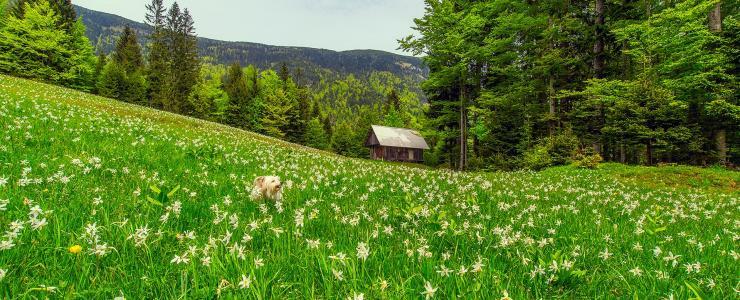 73 Savoie - Des forêts de production et de protection