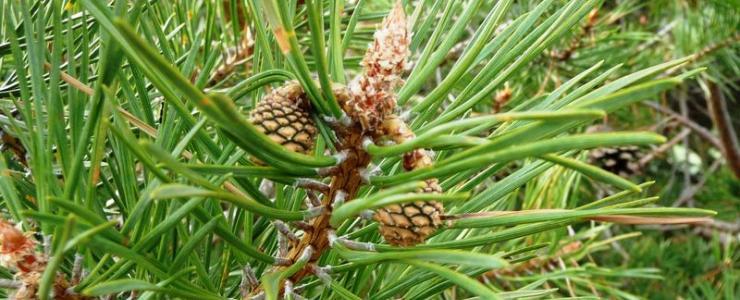 Scots pine