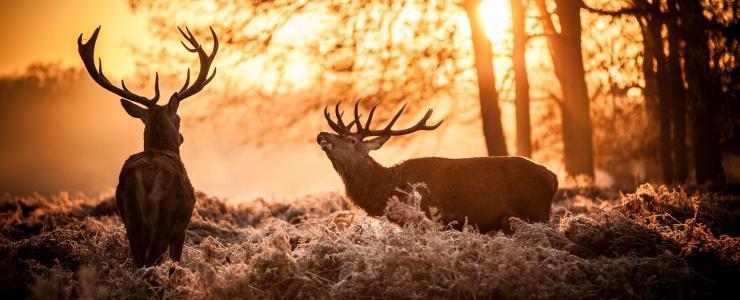 Centre-Val de Loire - Oak production and highly sought-after hunting grounds