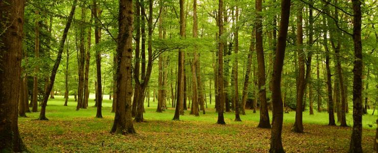 Imposto Predial sobre os terrenos arborizados