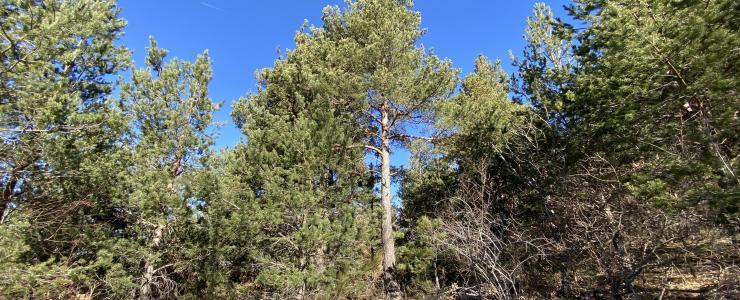 Forêt à haute valeur environnementale en Haute-Loire