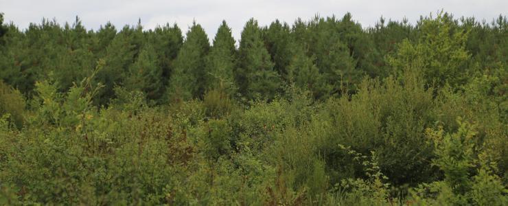 Floresta de Produção em Dordogne