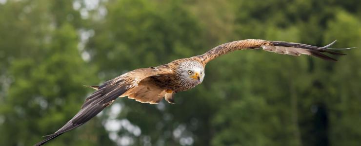 Falconry