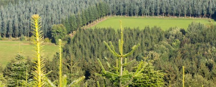 Plantations Forestières