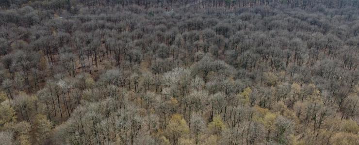 Vendre une forêt familiale