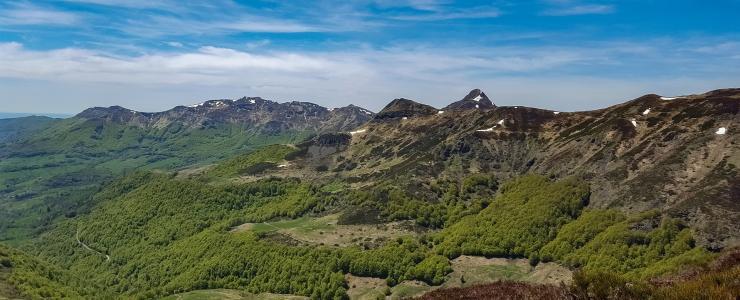 15 Cantal - Des forêts de résineux de bonne qualité