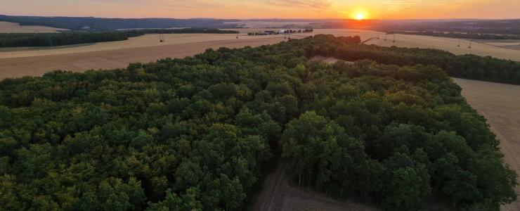 Forêt de production dans l'Yonne