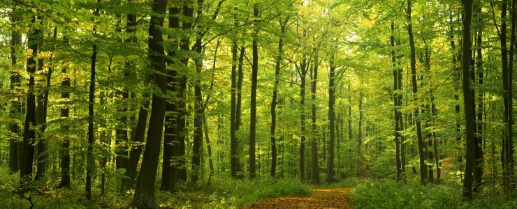 95 Val d'Oise - La forêt privée est rare