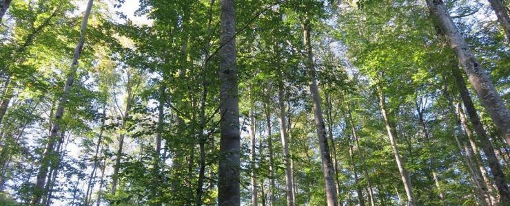 Pourquoi acheter une forêt ?