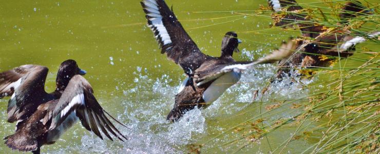 Waterfowl hunting