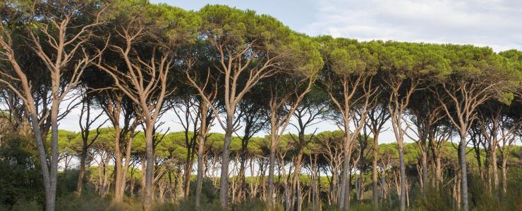 40 Landes - Le département le plus boisé de France