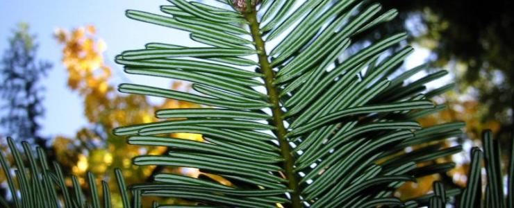 Abies Grandis or Vancouver fir