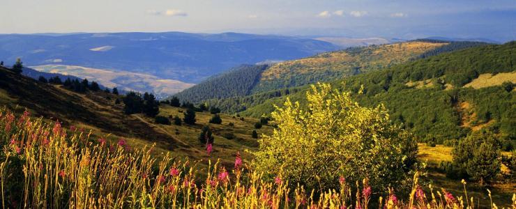 Parques Naturais Nacionais e Florestas