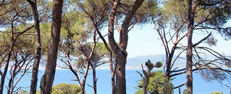 La Corse : une région forestière à part entière