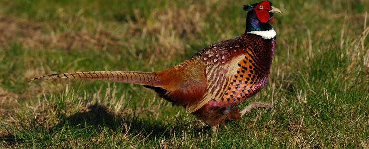 La Chasse du Petit Gibier